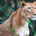 What’s New in Luxury Safari Trends for 2023